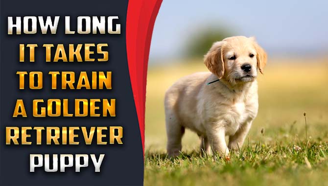 How Long it Takes To Train a Golden Retriever Puppy