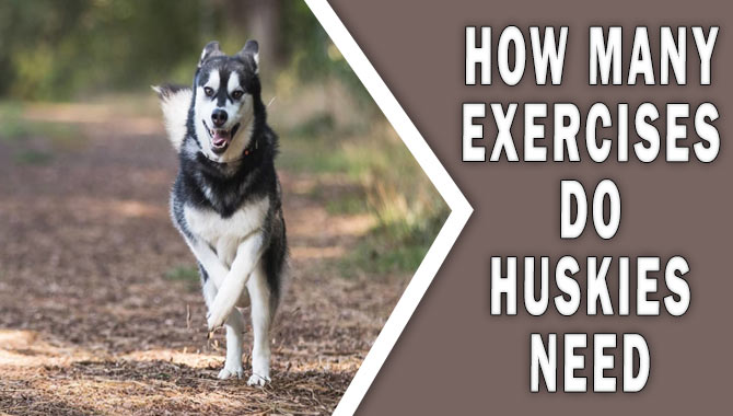 How Many Exercises Do Huskies Need