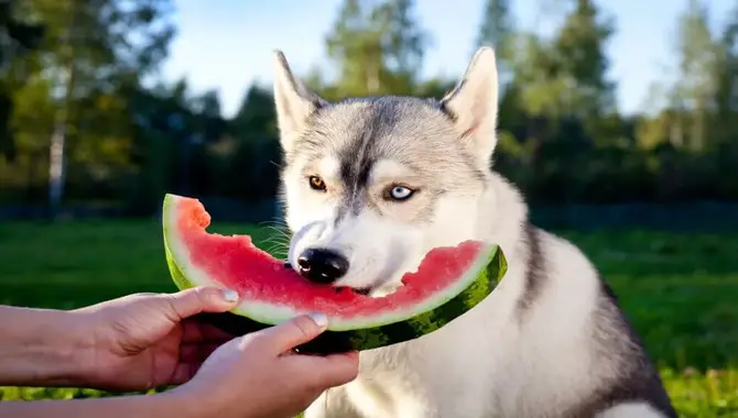 How Many Watermelons Should Huskies Eat?