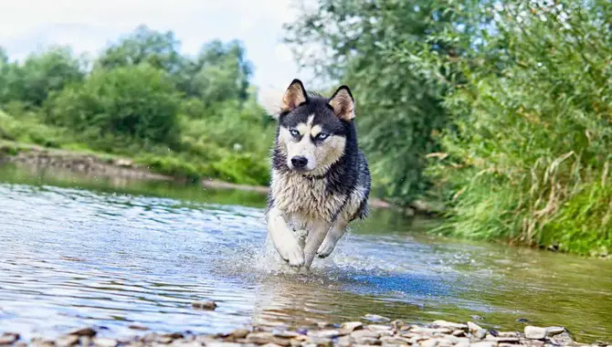How Much Exercise Does A Husky Need?