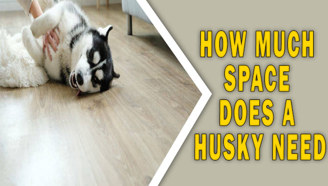 How Much Space Does A Husky Need