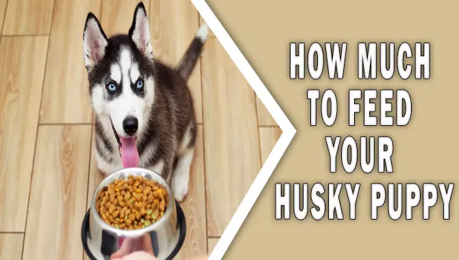 How Much To Feed Your Husky Puppy