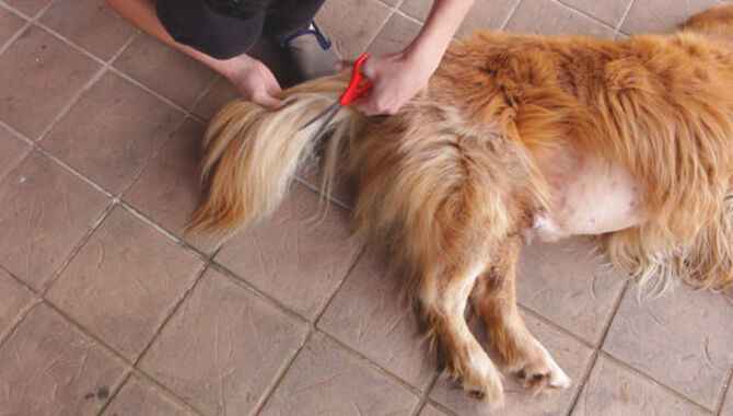 How Often Should I Groom My Golden Retriever