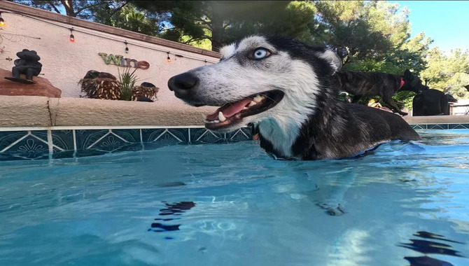 How Old Should Your Husky Puppy Be Before They Start Swimming