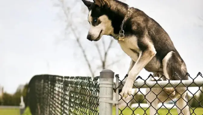 How Tall Should A Fence Be For A Husky?