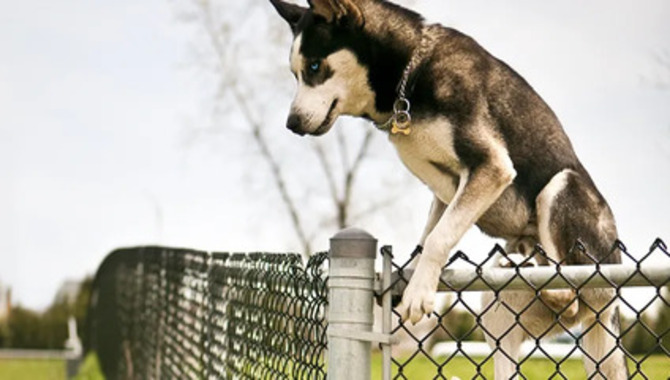 How Tall Should A Fence Be For A Husky?