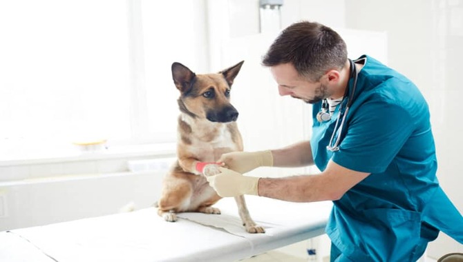 How To Apply Polysporin To Your Dog