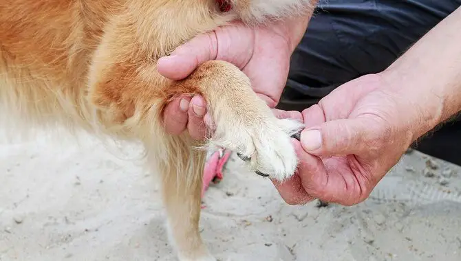 How To Avoid Injuring A Husky's Nail