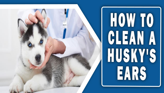 How To Clean A Husky's Ears