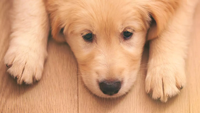How To Identify If Your Husky Is Depressed