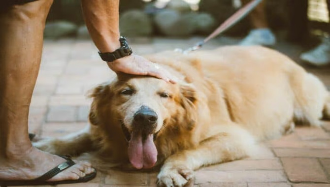 How To Make Your Golden Retriever Show More Affection?