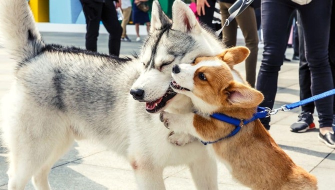 How To Prevent Conflict Between A Husky And A Small Dog