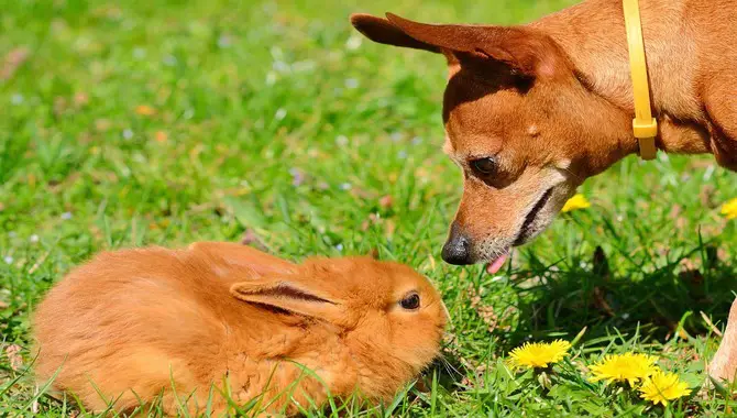 How To Prevent Your Dog From Killing Rabbits