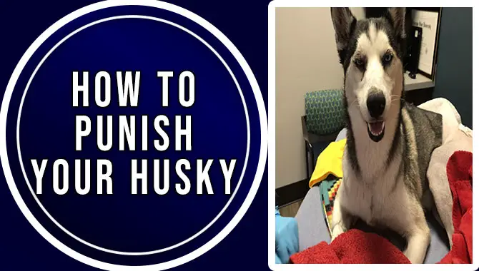 How To Punish Your Husky