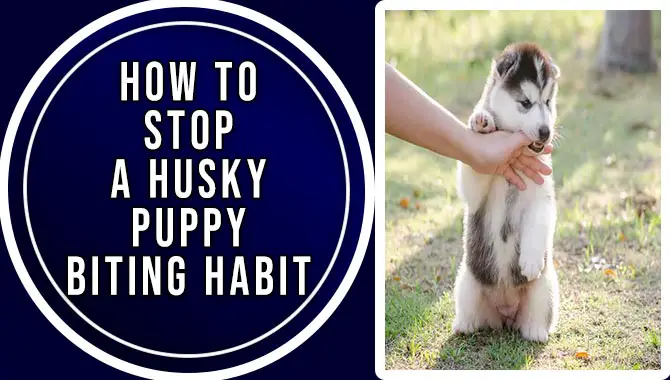How To Stop A Husky Puppy Biting Habit