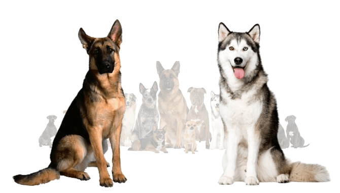 How To Train A German Shepherd Husky Mix