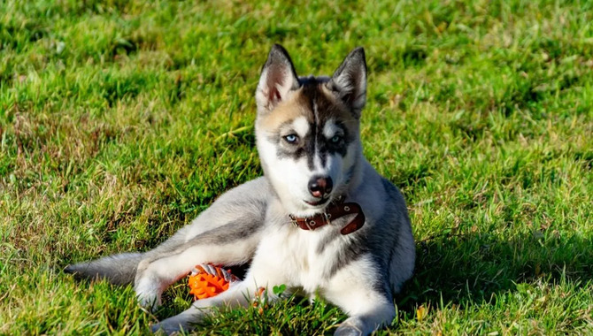 How To Train A Miniature Husky