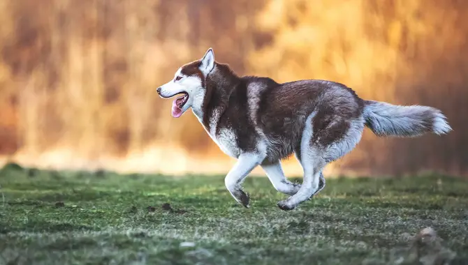 How To Train Your Husky Not To Run Away?