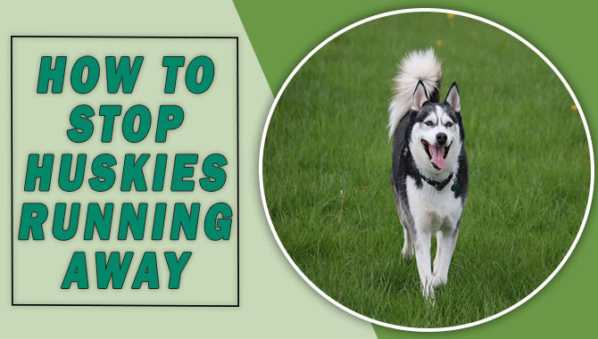 How To Stop Huskies Running Away