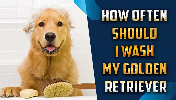 How Often Should I Wash My Golden Retriever