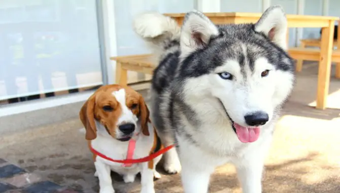 Huskies And Small Dogs Compatibility