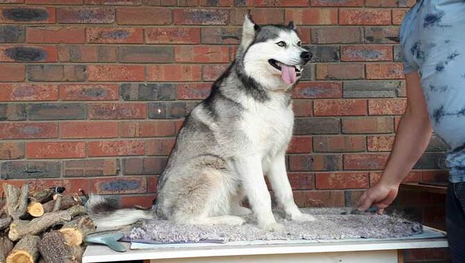 Huskies Are Easy To Train And Have A High Obedience Rate.