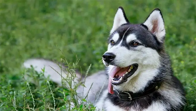 Huskies Are Naturally Curious Dogs
