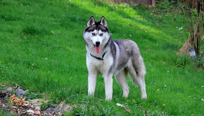 Are Huskies Good Guard Dogs? - Husky Guardian Skills!