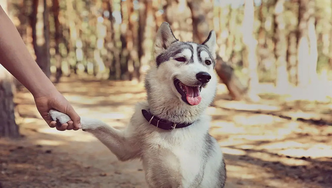 Huskies Are Stubborn And Independent.