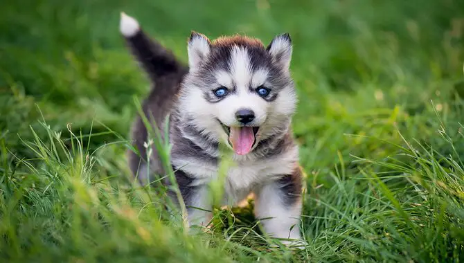 Huskies As A Breed Are Born And Bred To Run