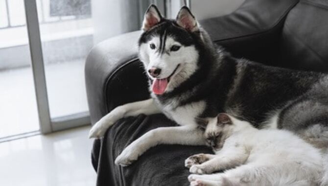 Huskies & Cats, According To Owners