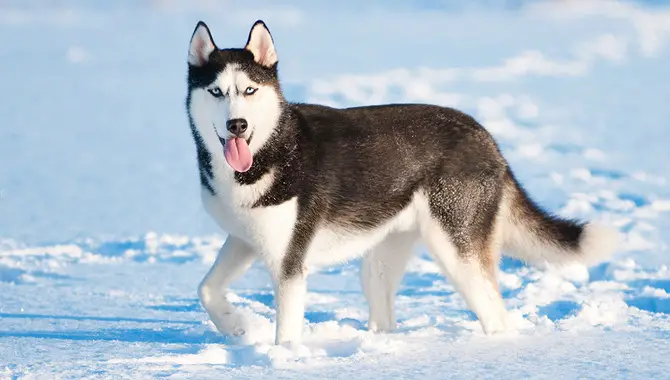 Huskies' Natural Instincts In Cold Weather