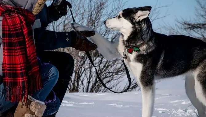 Huskies' Natural Instincts In Ice And Snow