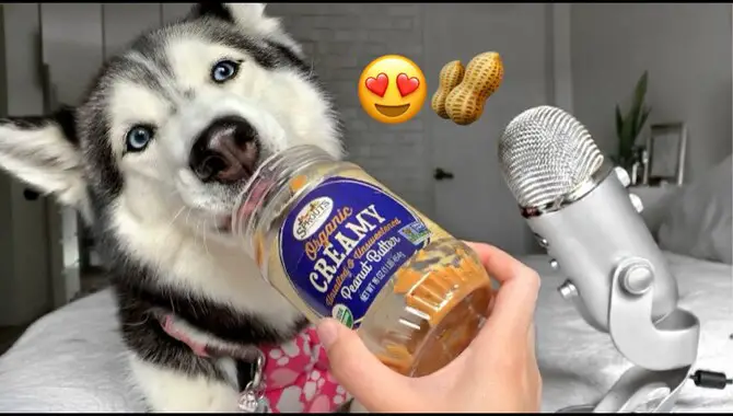 Huskies, Peanut Butter, And Xylitol