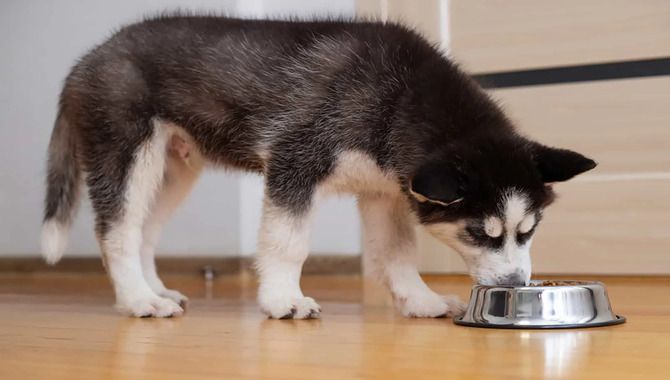 Huskies & Rice