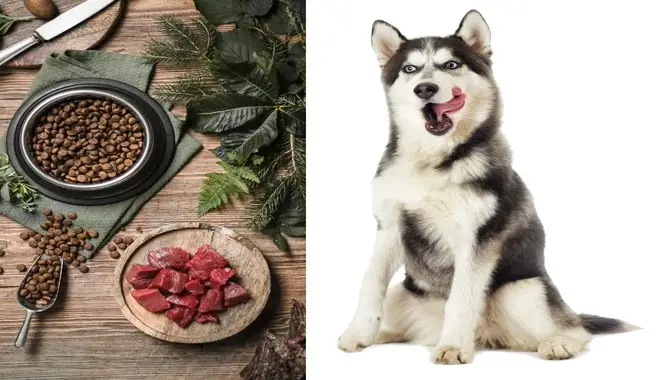 Huskies Thrive Off A Diet High In Protein, Medium-High Fat And Low Carbs