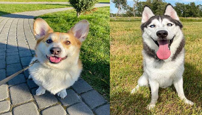 Husky Corgi Mix Facts