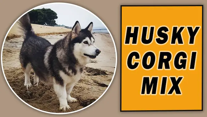 Husky Corgi Mix