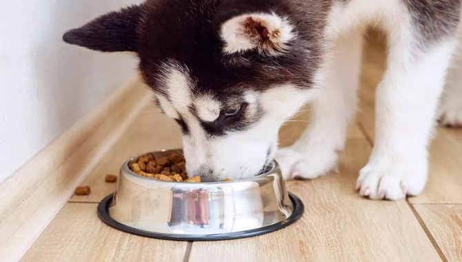 Husky Eating Habits