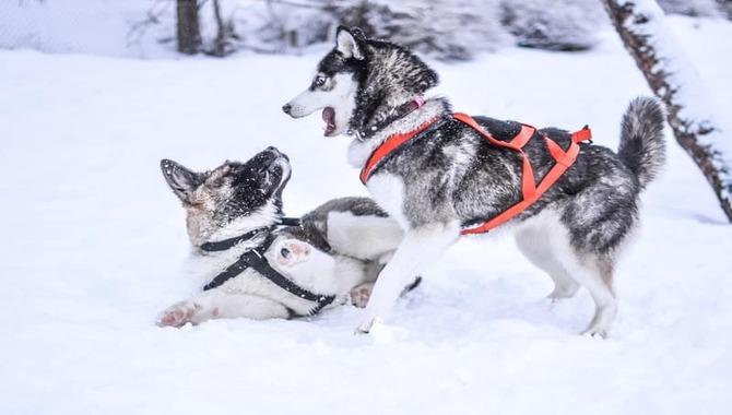 Husky Exercise Requirements