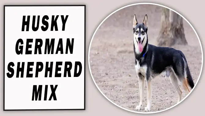Husky German Shepherd Mix