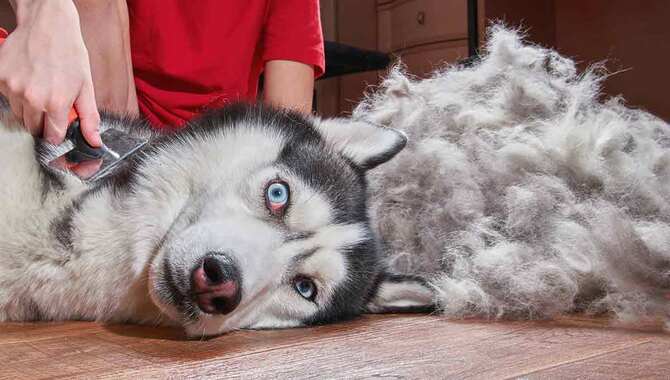 Husky Grooming Requirements