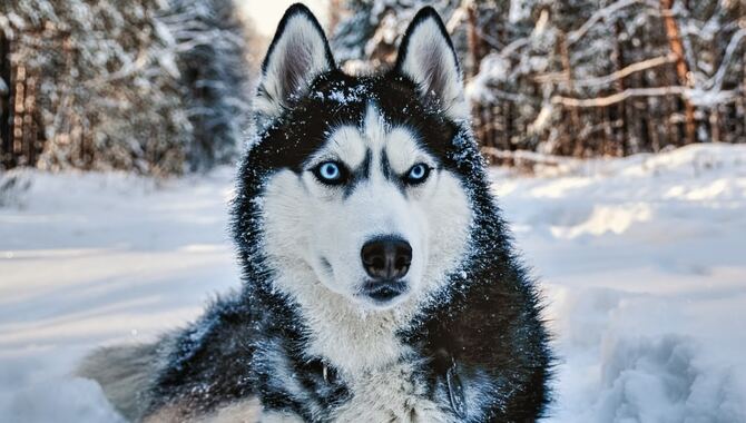 Husky-(History, Temperament, Appearance, Exercise And All About To Know)