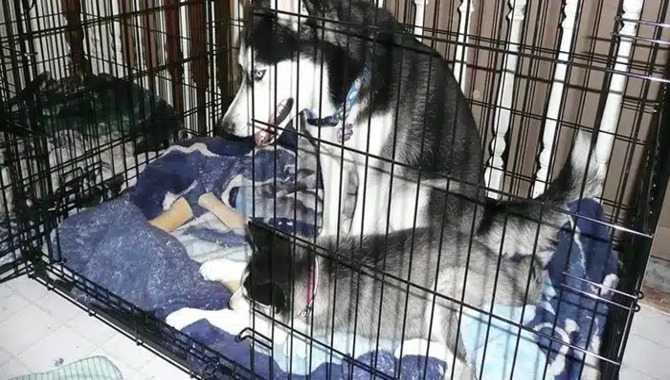 Husky In A Crate First