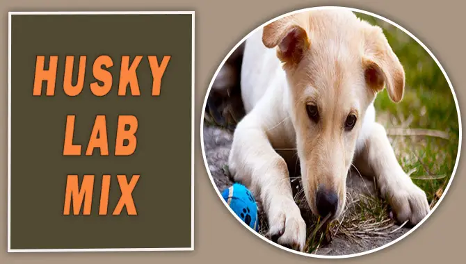Husky Lab Mix