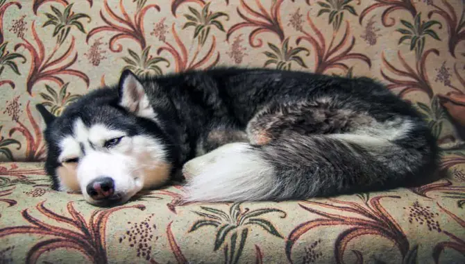 Husky May Chews Furniture, Shoes, Socks & You