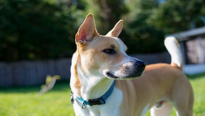 Husky Pitbull Mix Appearance, Personality, Traits And More