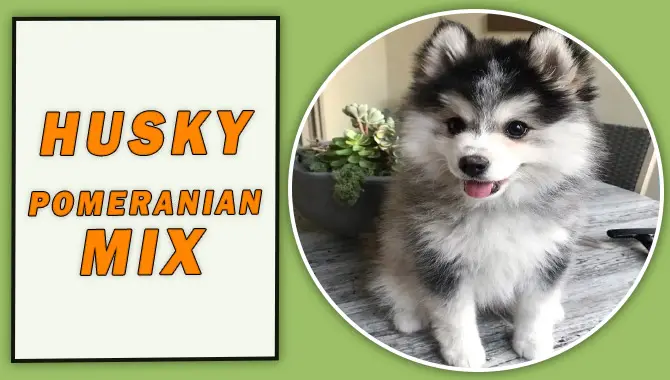Husky Pomeranian Mix