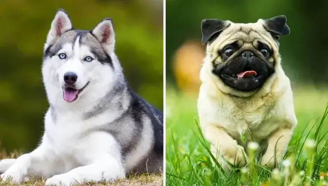 Husky Pug Mix Appearance, Personality, Traits And More