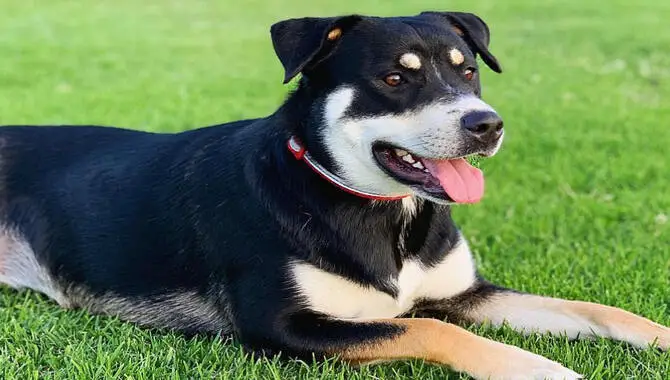 Husky Rottweiler Mix Appearance, Personality, Traits, And More